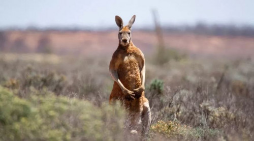 E mbante si kafshë shtëpiake, kanguri vret 77-vjeçarin! Pengoi mjekët t’i jepnin ndihëm mjekësore