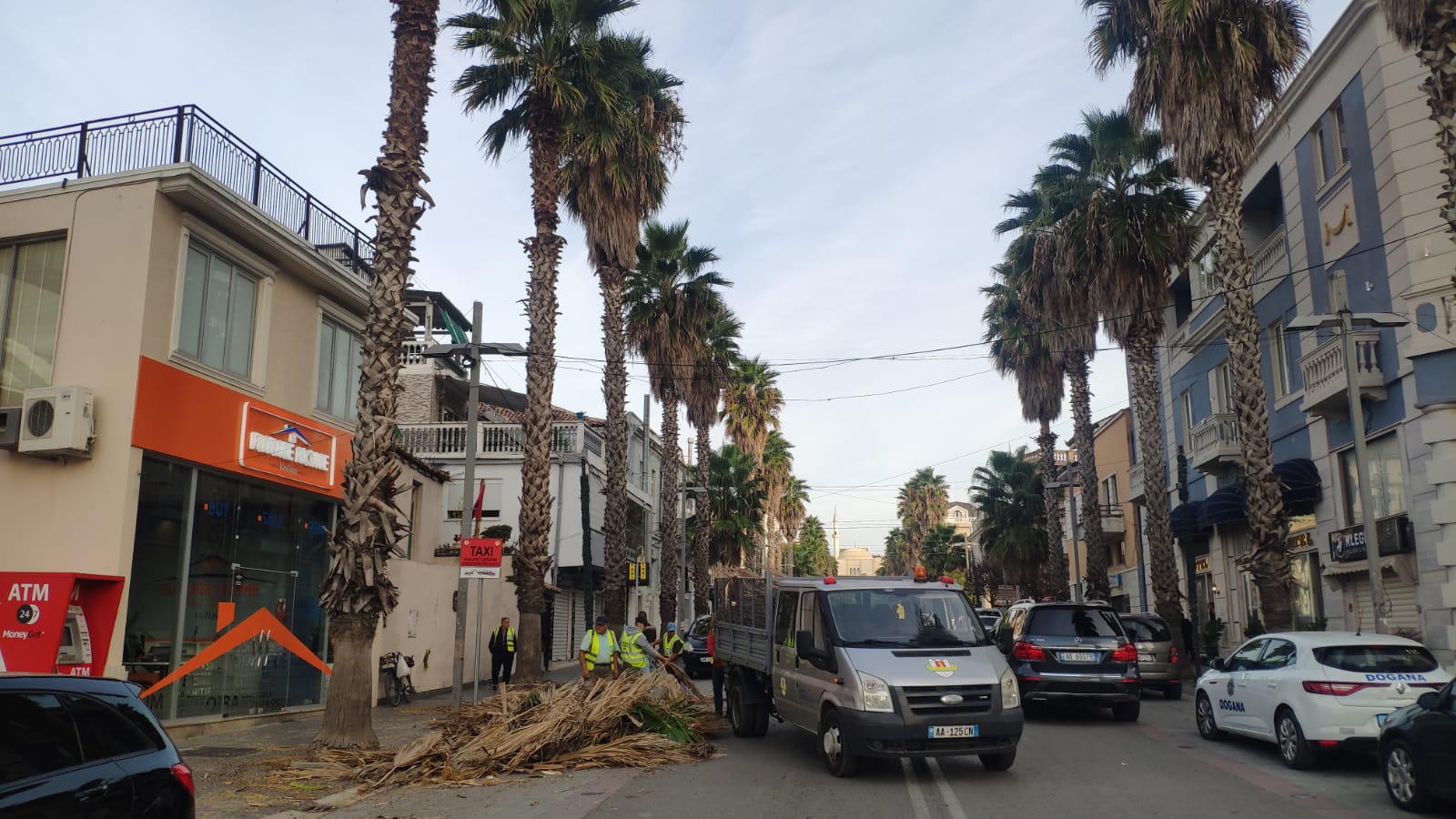 Nis krasitja e palmave në bulevardin “Epidamn” në Durrës (FOTO)