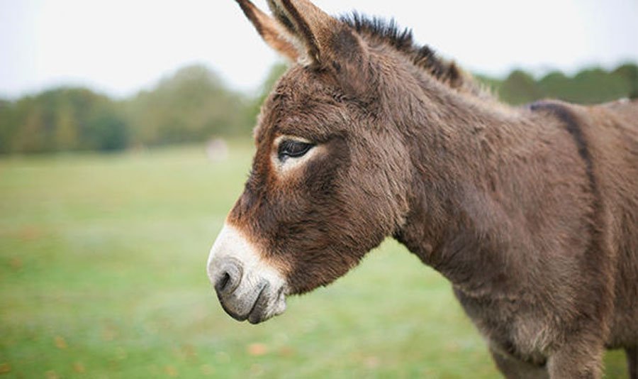 E rrallë në Klos, gomari kafshon gruan në fytyrë, i shkakton dëmtime të rënda