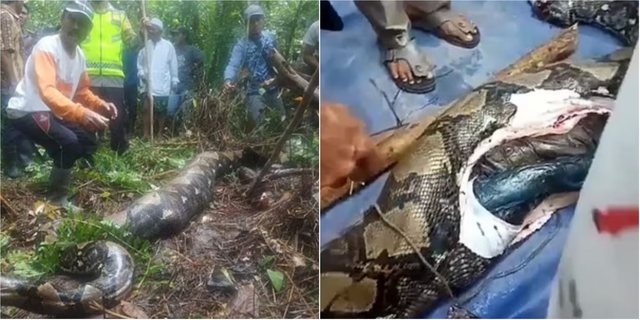 VIDEO/ Pitoni ha gruan në pyll, banorët i çajnë barkun dhe e gjejnë ende të patretur brenda