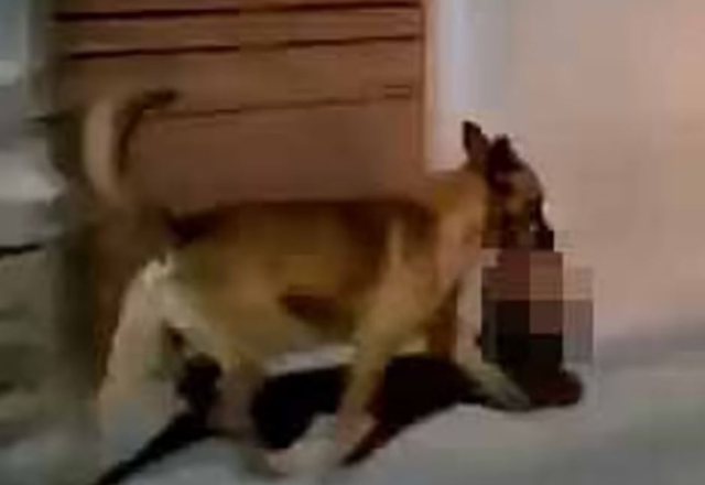 VIDEO/ Terrorizohen banorët, qeni lëviz me një kokë njeriu të prerë rrugëve të Meksikës