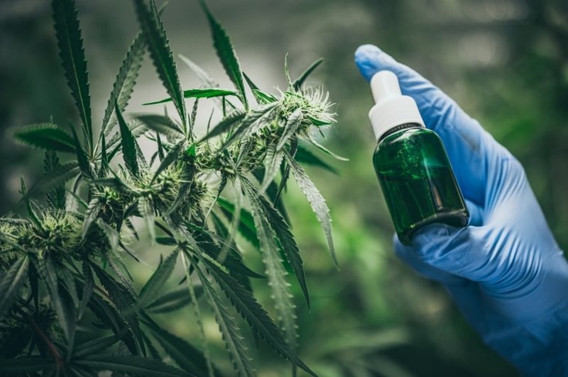 Gati ligji për legalizimin e kanabisit/ Kultivuesit do pajisen me leje 15-vjeçare, zbardhen detaje si mund të merret licensa