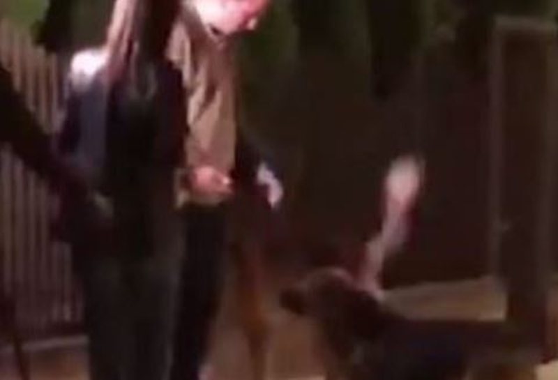 Ishte në transmetim të drejtpërdrejtë, deputetin shqiptar e sulmojnë qentë (VIDEO)