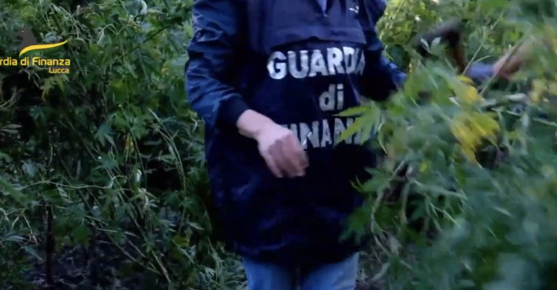 Kishin mbjellë kënetën me 500 bimë marijuane në Itali, mes 5 të arrestuarve dhe një shqiptar