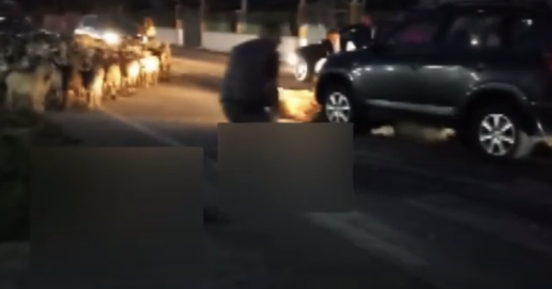 Aksident i pazakontë, makina përplas kopenë e deleve