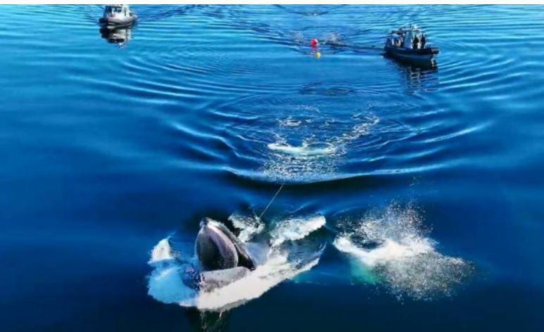 Pamjet e shpëtimit dramatik të balenës gjigante të ngecur në litarët e peshkimit në oqean (VIDEO)