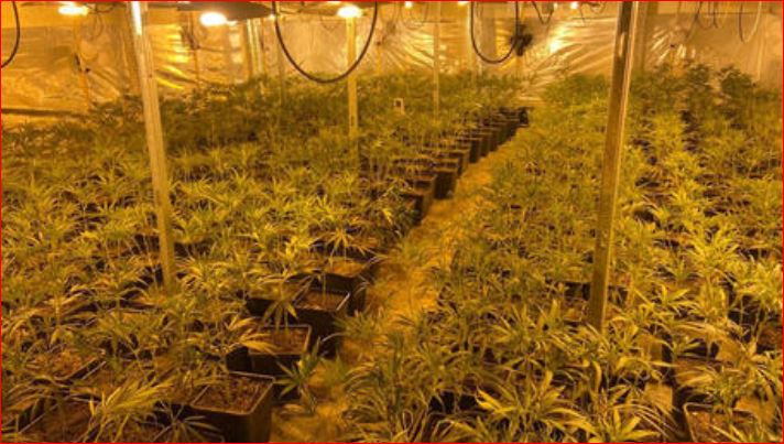 Kishte kthyer banesën në plantacion kanabisi, autoritetet spanjolle arrestojnë shqiptarin që u kap me rreth 600 bimë marijuanë