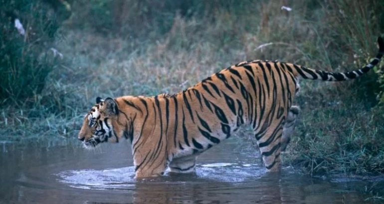 Tigri njeri-ngrënës vret 9 persona në Indi, mes tyre një nënë me fëmijë