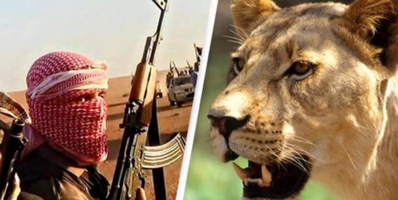 Luftëtarët e ISIS sulmohen për vdekje nga luanët pas kthimit nga beteja