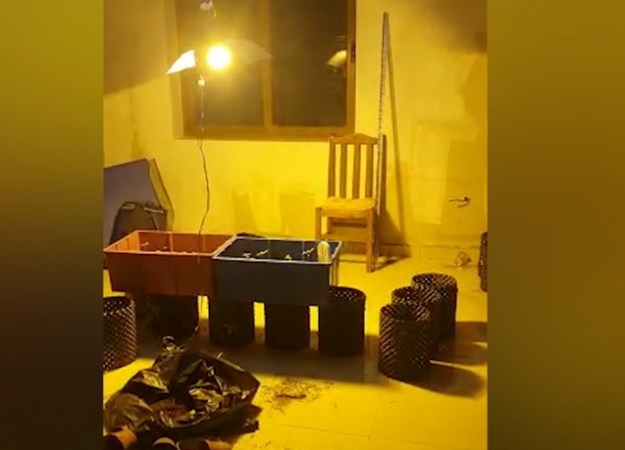 Kultivonte kanabis në dhomën e shtëpisë, arrestohet 32-vjeçari