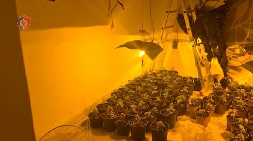 &#8220;Home&#8221;/ Sekuestrohen 20 kg kanabis në proces tharjeje, pranga 41-vjeçarit