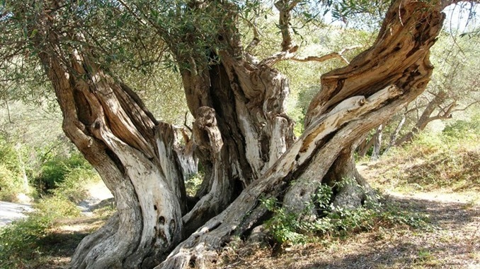 Tragjike në Vlorë e Sarandë/ Po mblidhnin ullinj dhe bien nga pema, ndërrojnë jetë 2 persona