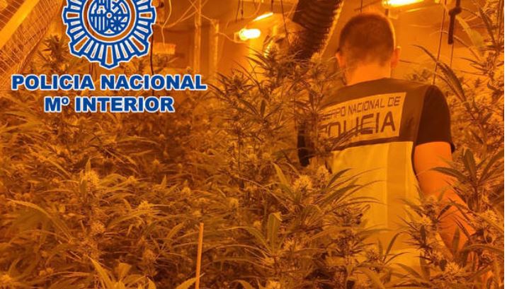 Goditet grupi kriminal në Spanjë, arrestohen 6 shqiptarë që kujdeseshin për dy plantacione me marijuanë