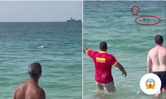 VIDEO/ Panik në Dubai, peshkaqeni shfaqet papritur në breg dhe i afrohet pushuesve