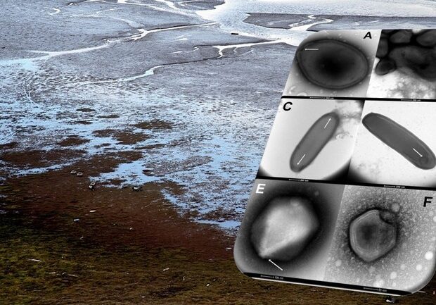 13 viruse “zombie” të bllokuara në Siberi ringjallen pas pothuajse 50 mijë vjetësh