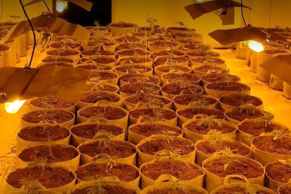 EMRI/ Arrestohet 20-vjeçari shqiptar me “shtëpi bari” në Angli, kapte vlerën 1.6 milionë paund