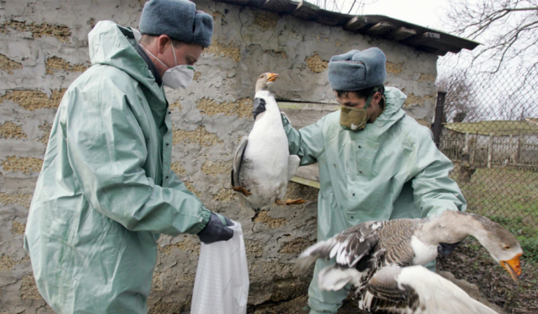 Holanda do të asgjësojë 29 mijë pula për të parandaluar gripin e shpendëve
