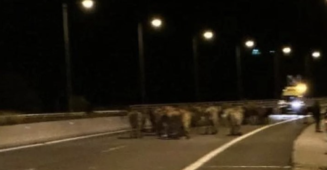 Përmbyset kamioni me kafshë, lopët “bllokojnë” autostradën më të madhe në Greqi