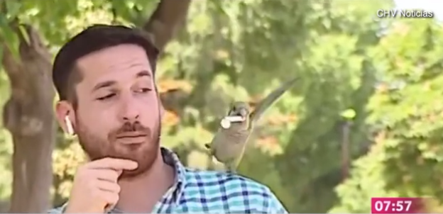 Video/ Po raportonte live, gazetari ndërpret transmetimin pasi papagalli i vjedh kufjen