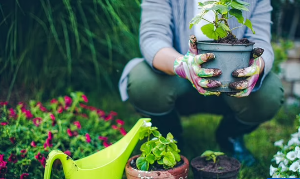 Gruaja nga Australia humb jetën pasi po kujdesej për lulet, thithi bakterin vdekjeprurës