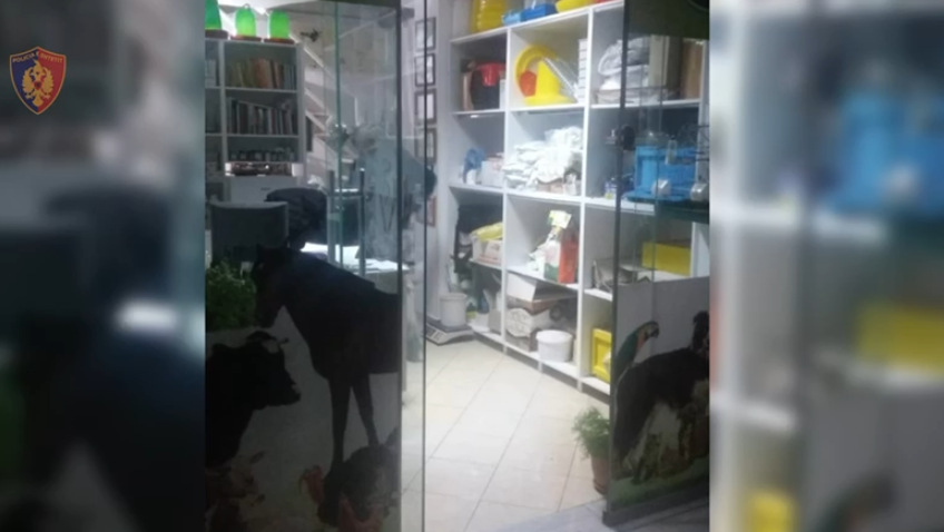 EMRAT/ Kontrabandë dhe tregti me barna të ndryshme, 8 të arrestuar