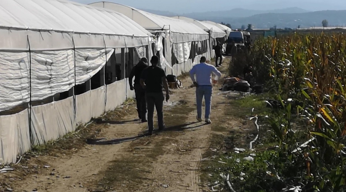 Sera me kanabis në Dimal, shkarkohet Drejtori i Policisë Edmond Targaj