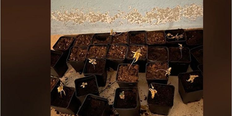 Zbulohen 4 “shtëpi bari” në Krujë, në pranga personi që i ruante