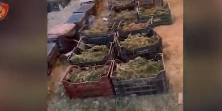 Armë, arka dhe qese të mbushura me kanabis, brenda fermës së drogës në Berat! Dalin pamjet nga operacioni i policisë