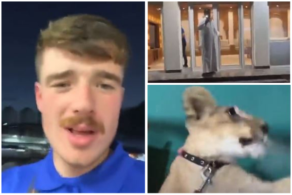 Kërkuan birra, por u përballën me luanin e një sheiku! Shikoni çfarë iu ka ndodhur tifozëve anglezë në Katar