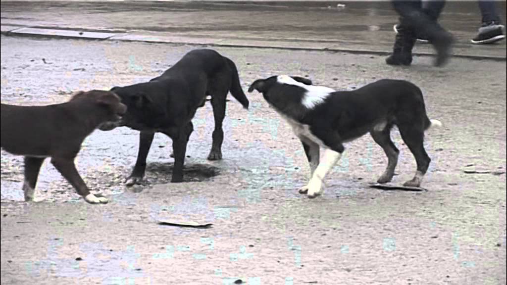 Gruaja sulmohet nga një qen rrugësh, niset me urgjencë drejt Tiranës në gjendje të rëndë!