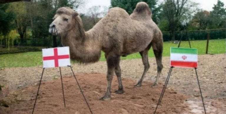 Zbulohet pasuesi i oktapodit Paul, një gamile parashikon fituesit e Katar 2022