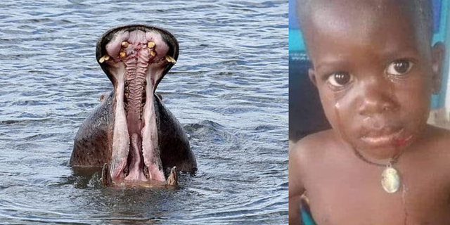 E pabesueshme/ Hipopotami kafshon 2-vjeçarin dhe e nxjerr të gjallë pas disa sekondash