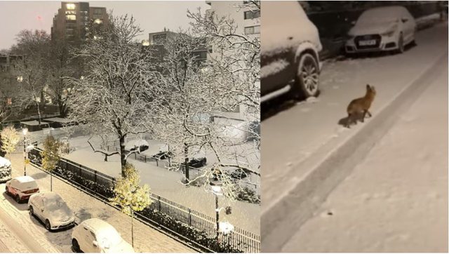 Londra mbulohet nga dëbora, dhelprat dalin në rrugët e qytetit (VIDEO)