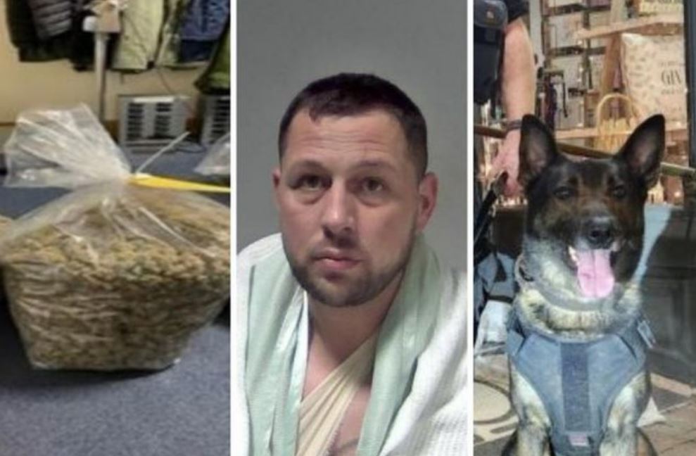 E ndoqi qeni antidrogë teksa po vraponte t’i shpëtonte policisë, kapet me 10 kg “mall” shqiptari në Angli