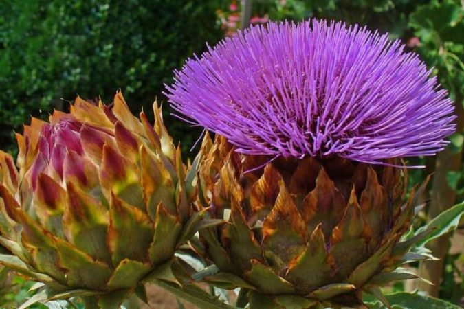 Vlerat medicinale dhe ushqyese të argjinares së egër