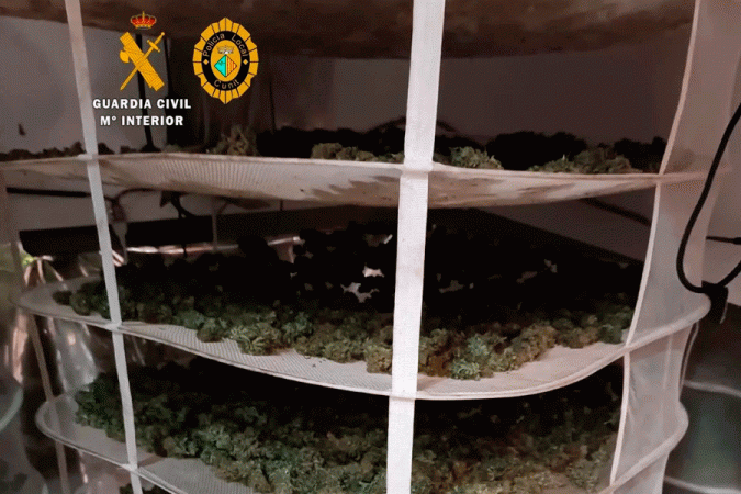 Zbulohet plantacioni me kanabis në Spanjë, arrestohen 4 shqiptarë