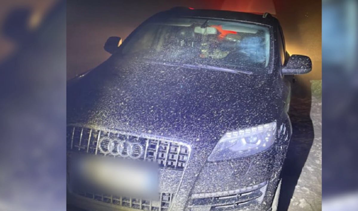 85 kg kanabis në Fier, arrestohet pas 2 ditësh pronari i “Audit Q7”