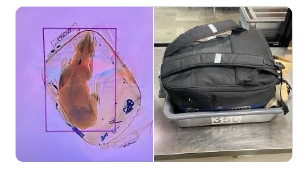Tentoi të udhëtonte në avion me qenin e fshehur në çantën e shpinës, por…