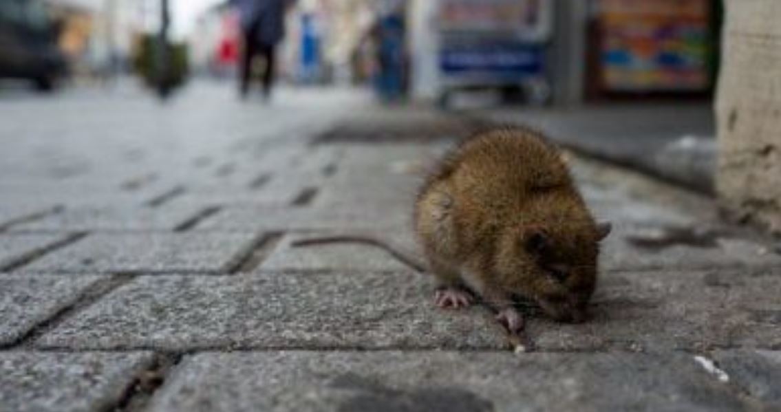 Minjtë pushtojnë Romën, numri ia kalon banorëve të kryeqytetit italian