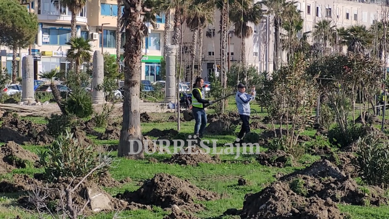 1000 rrapa në shëtitoren “Taulantia”, vijon mbjellja e pemëve (VIDEO)