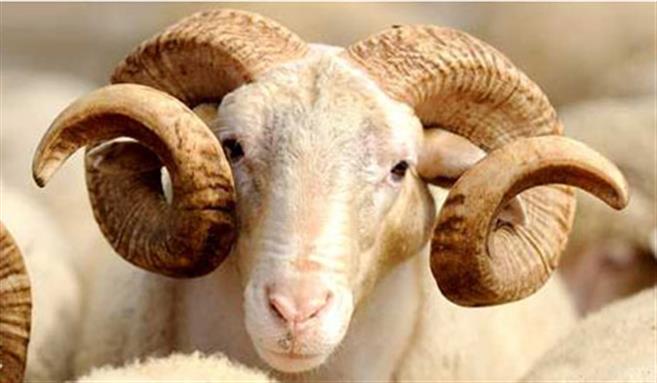 U godit nga dashi, ndërron jetë një grua