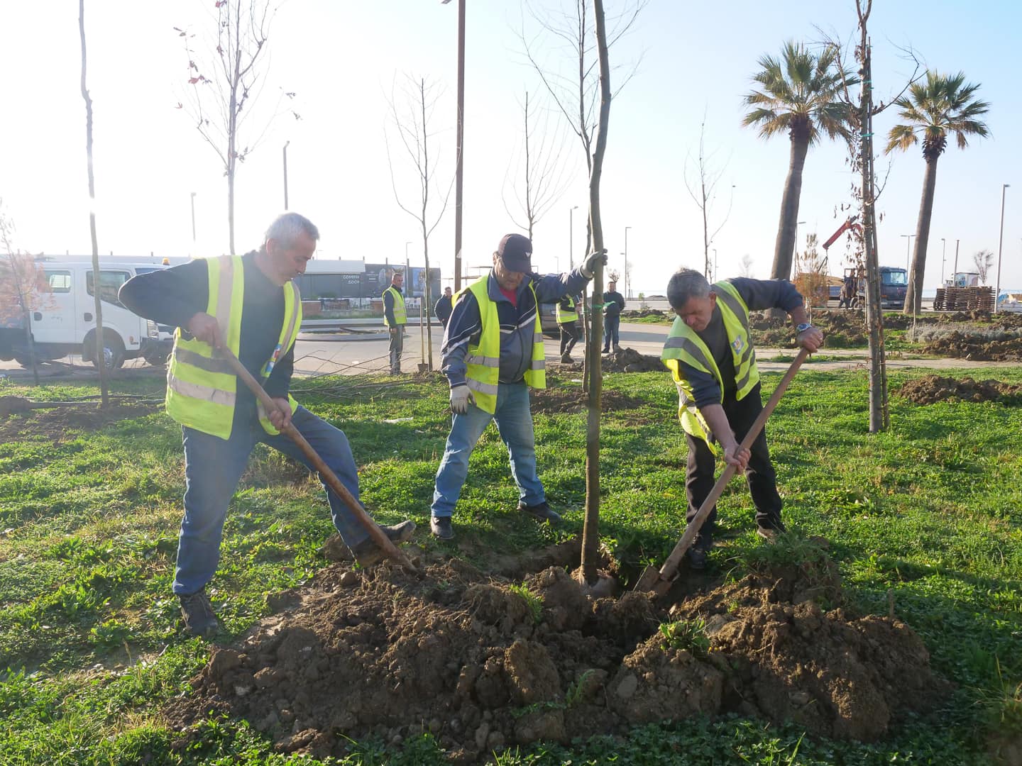 Sako publikon fotot nga mbjellja e “Rrap”-it në shëtitore: Do të mbillen 1000 pemë