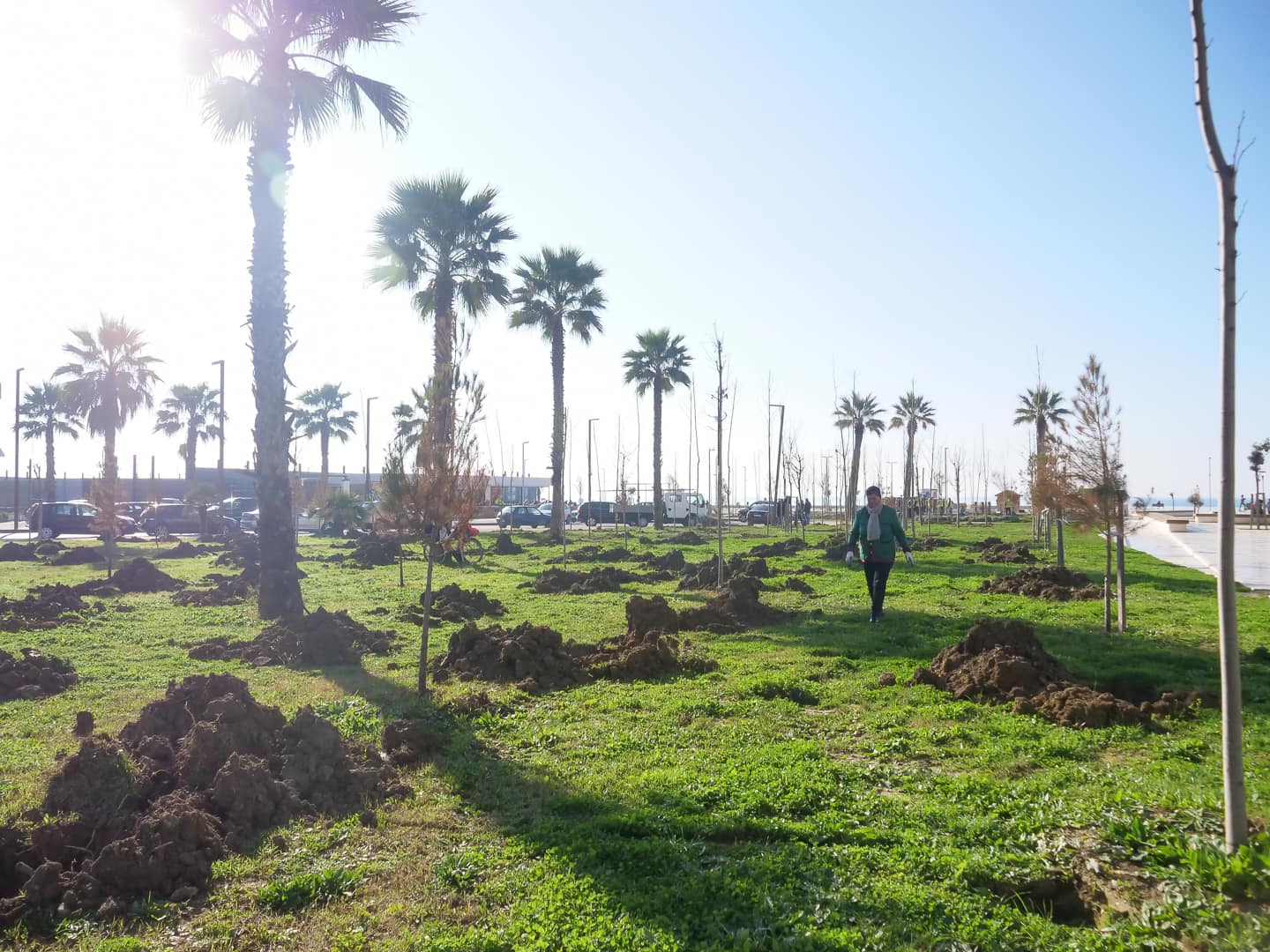 Sako publikon fotot nga mbjellja e &#8220;Rrap&#8221;-it në shëtitore: Do të mbillen 1000 pemë
