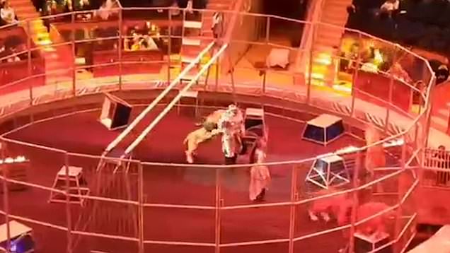 VIDEO/ Luani sulmon instruktorin në një cirk në Rusi