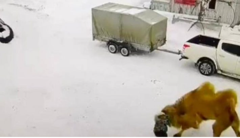 Deveja vret bariun që e godiste me grushte (VIDEO)