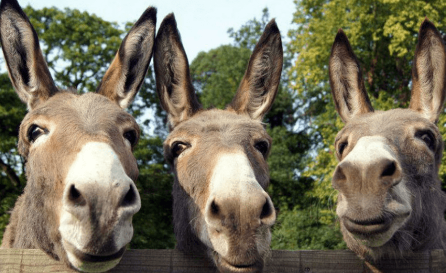 Si gomerët ndryshuan kursin e historisë njerëzore