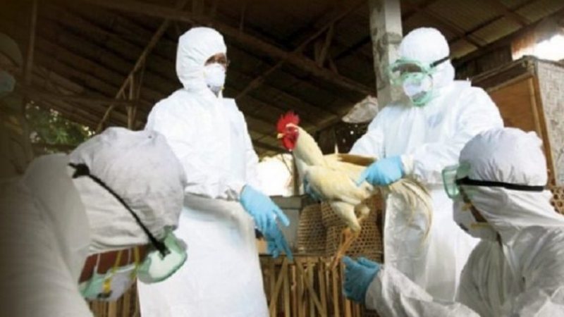 Alarmon OBSH: Duhet të përgatitemi për pandeminë e gripit të shpendëve