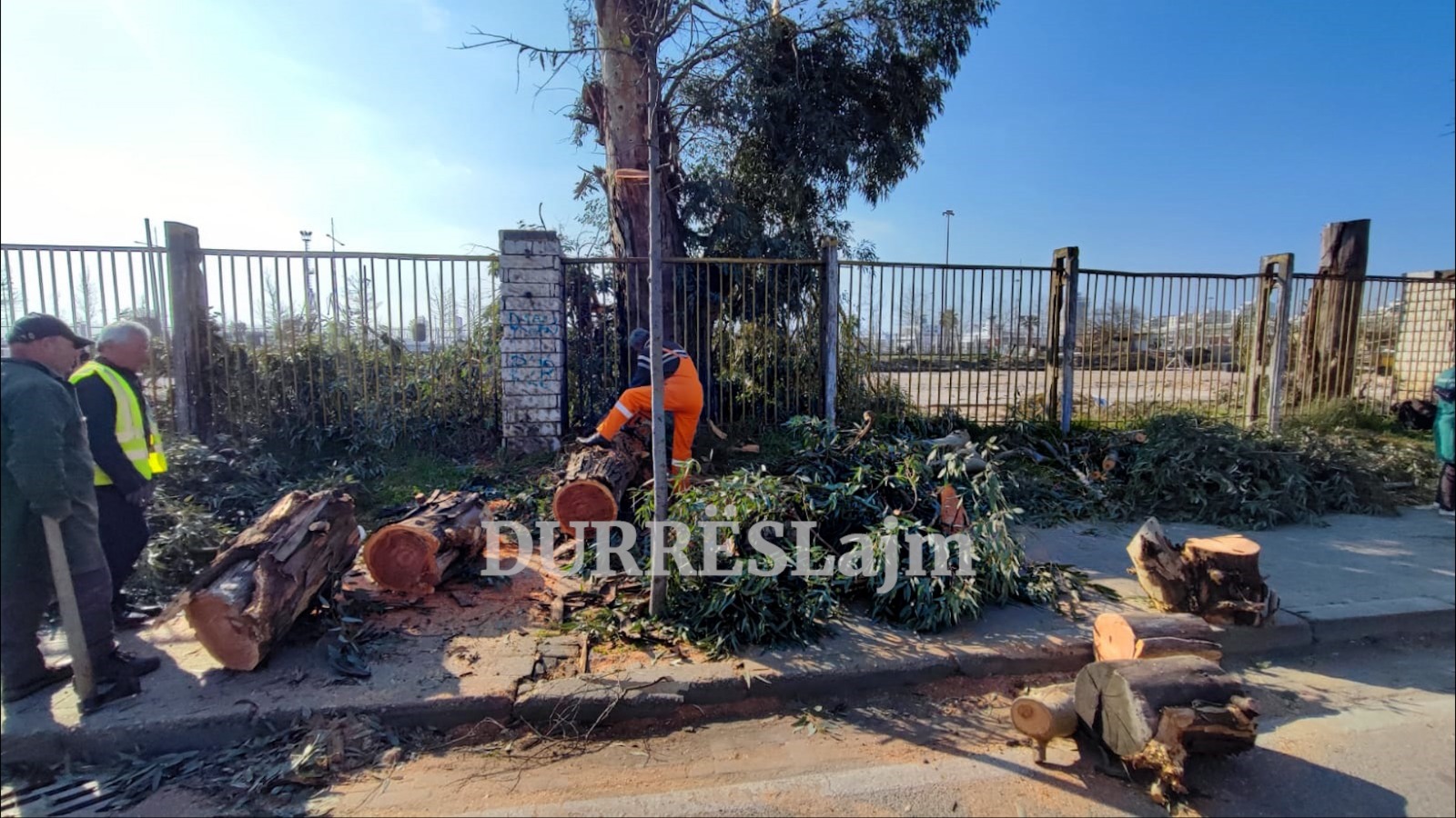 FOTOLAJM/ Ndërtimi i terminalit të ri të hekurudhës Durrës – Tiranë, nis prerja e shelgjeve shumëvjeçare