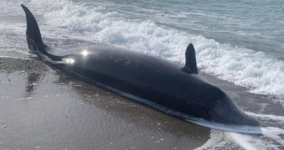 Ekspertët: Ngordhja e 10 balenave në Qipro mund të ketë lidhje me tërmetet në Turqi