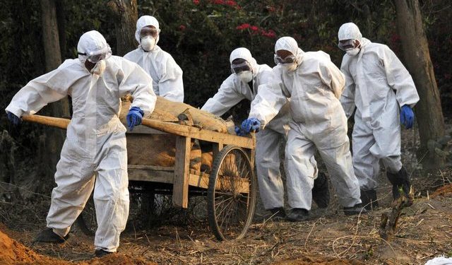 OBSH ngre alarmin, gripi i shpendëve po kalon tek gjitarët